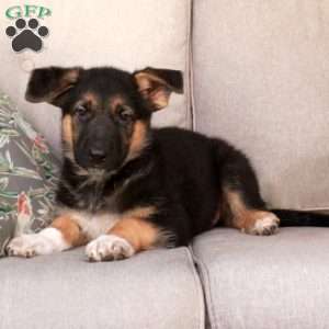 Jimmy, German Shepherd Mix Puppy
