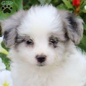 Jimmy, Maltipoo Puppy