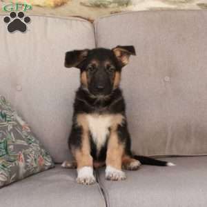 Jimmy, German Shepherd Mix Puppy