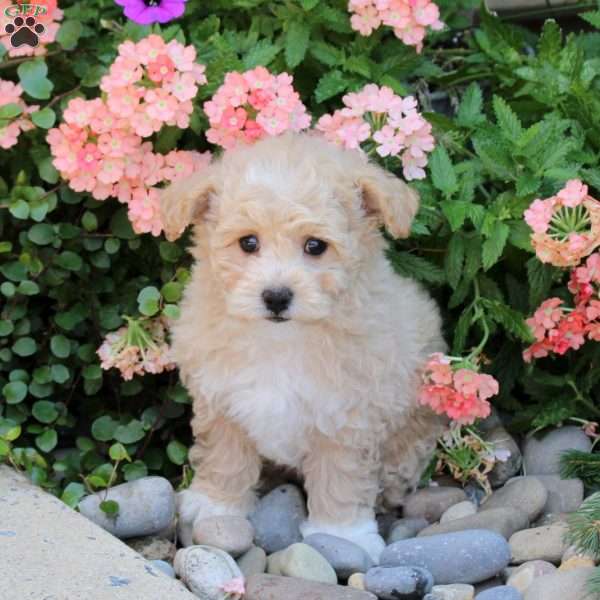 Jinx, Bich-Poo Puppy