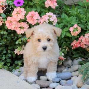 Jinx, Bich-Poo Puppy