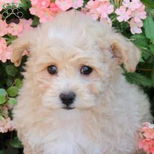 Jinx, Bich-Poo Puppy