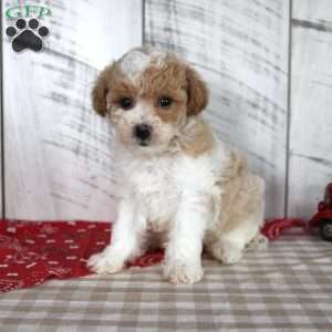 Jip, Toy Poodle Puppy
