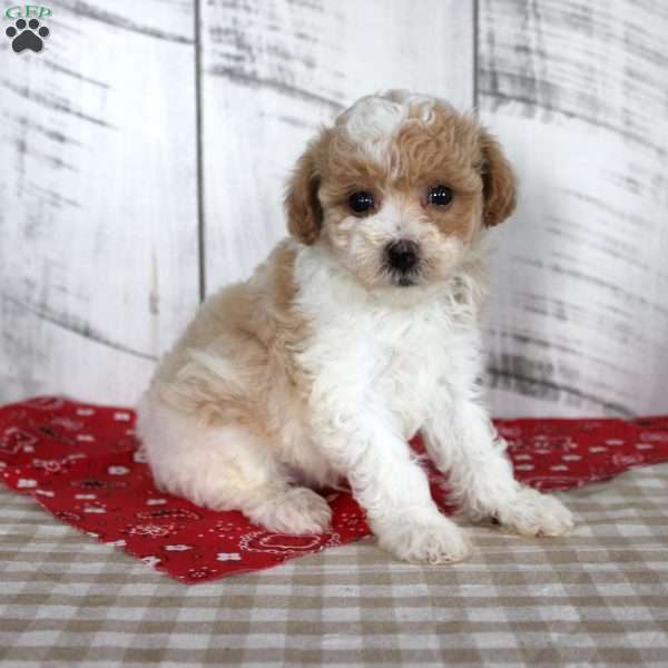 Jip, Toy Poodle Puppy
