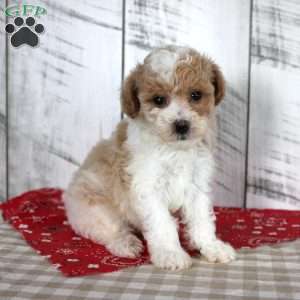 Jip, Toy Poodle Puppy