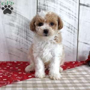 Jip, Toy Poodle Puppy