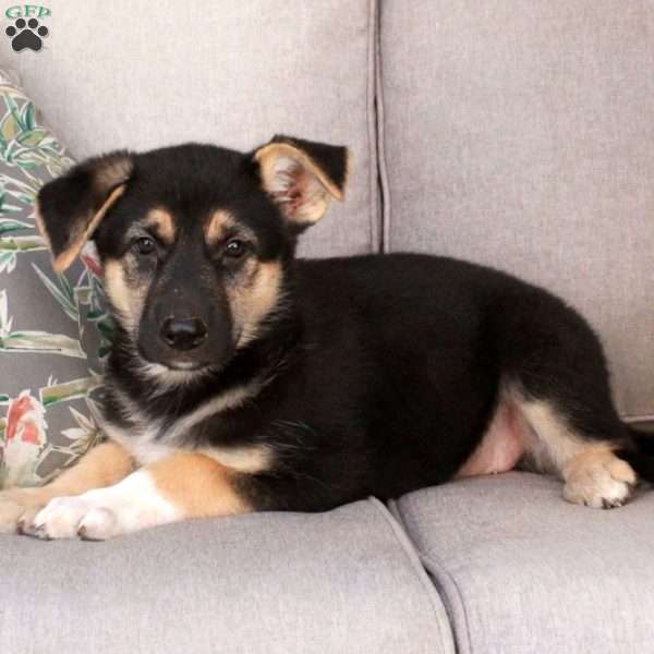 Joanie, German Shepherd Mix Puppy