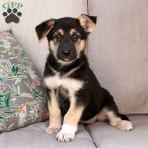 Joanie, German Shepherd Mix Puppy