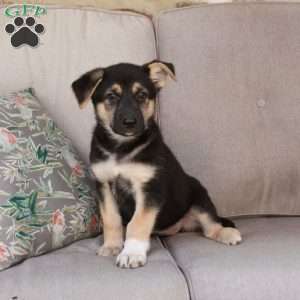 Joanie, German Shepherd Mix Puppy