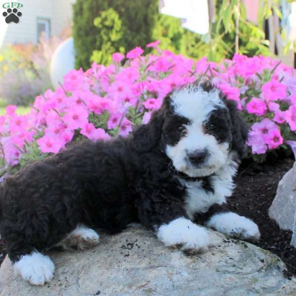Jocelyn, Bernedoodle Puppy
