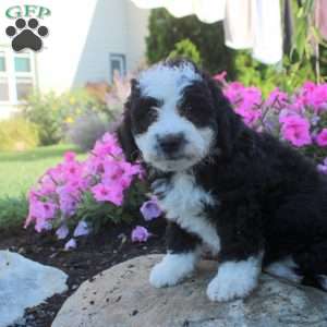 Jocelyn, Bernedoodle Puppy