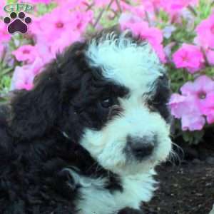 Jocelyn, Bernedoodle Puppy