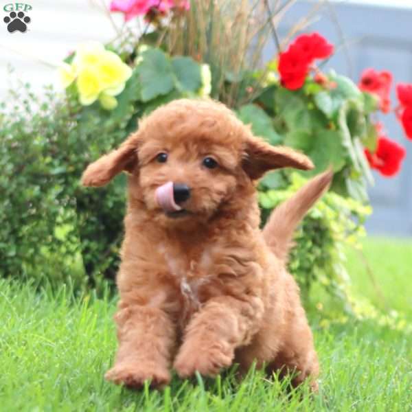 Jodi, Mini Goldendoodle Puppy