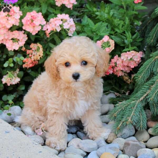 Joelle, Bich-Poo Puppy