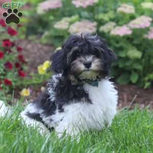 Joey, Havapoo Puppy