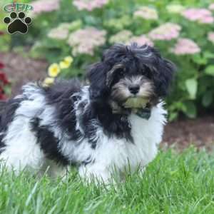 Joey, Havapoo Puppy