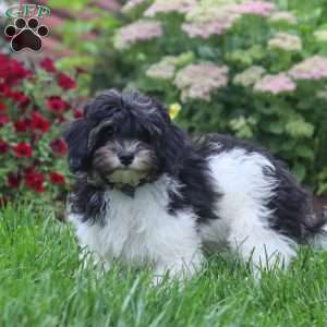 Joey, Havapoo Puppy