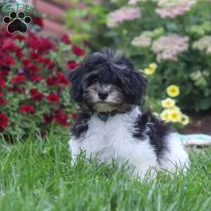 Joey, Havapoo Puppy