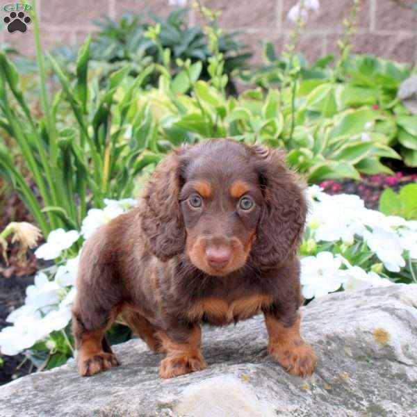 Joey, Dachshund Puppy
