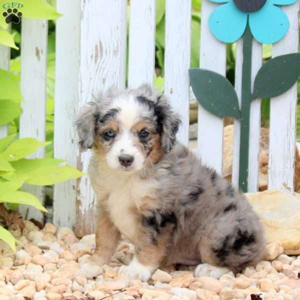 Joey, Mini Aussiedoodle Puppy