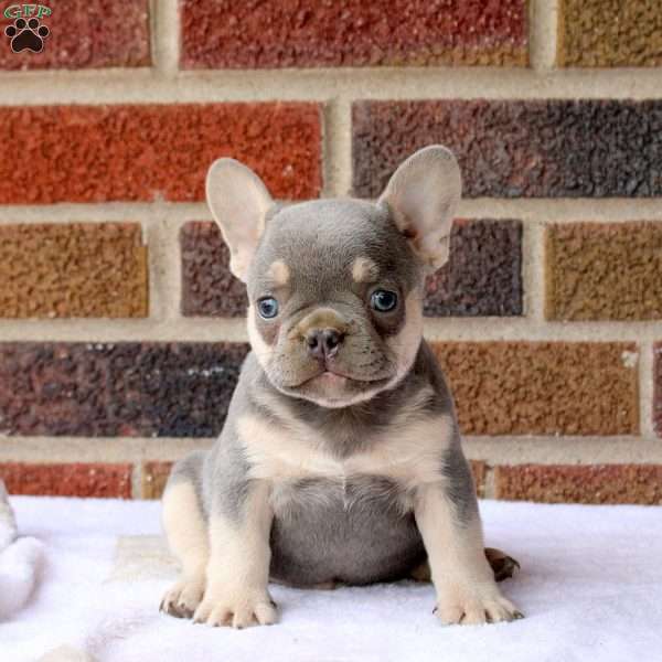 Joey, French Bulldog Puppy