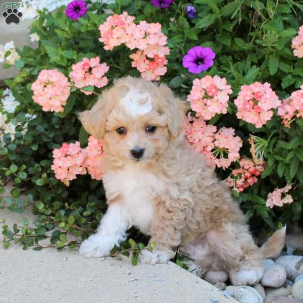 Joey, Bich-Poo Puppy