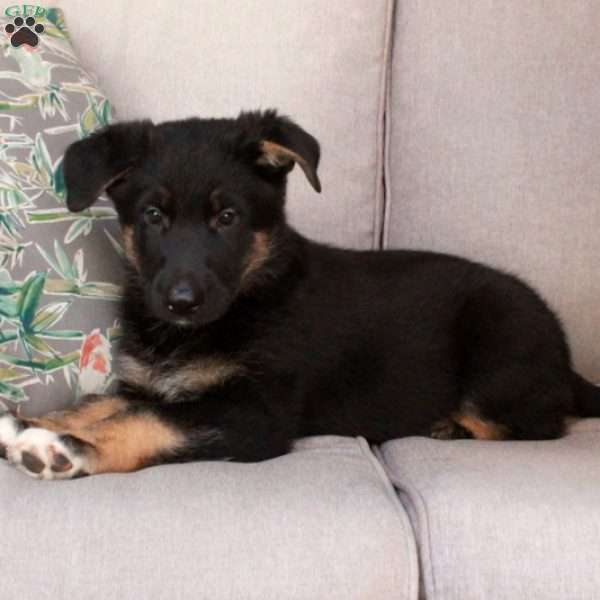 Joey, German Shepherd Mix Puppy