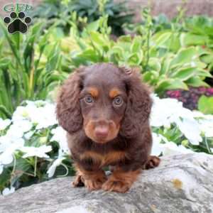 Joey, Dachshund Puppy
