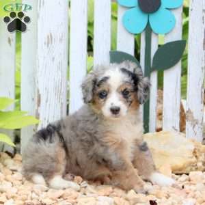 Joey, Mini Aussiedoodle Puppy