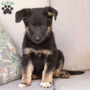 Joey, German Shepherd Mix Puppy