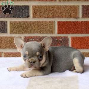 Joey, French Bulldog Puppy