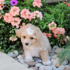 Joey, Bich-Poo Puppy