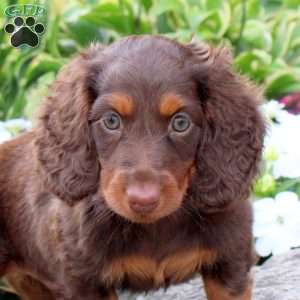 Joey, Dachshund Puppy