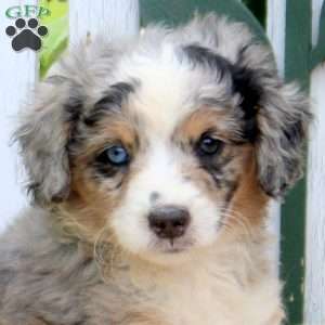 Joey, Mini Aussiedoodle Puppy