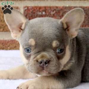 Joey, French Bulldog Puppy