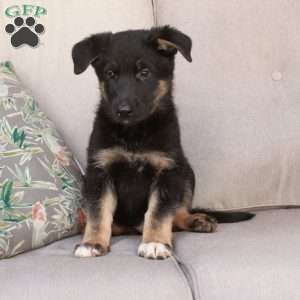 Joey, German Shepherd Mix Puppy
