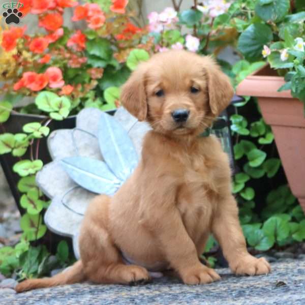 Joey, Golden Retriever Puppy