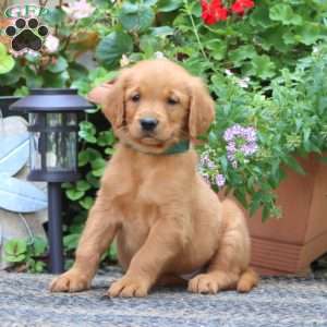 Joey, Golden Retriever Puppy