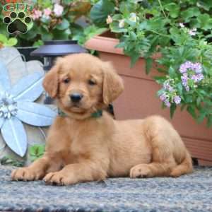 Joey, Golden Retriever Puppy