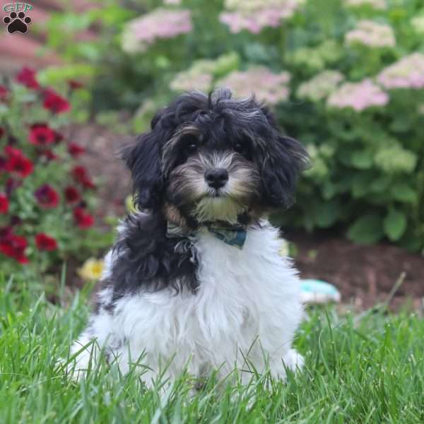 Joey, Havapoo Puppy