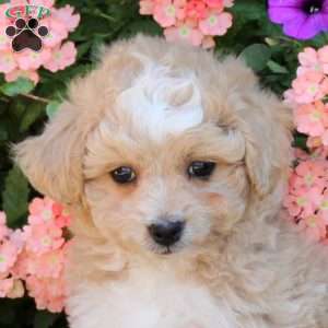 Joey, Bich-Poo Puppy