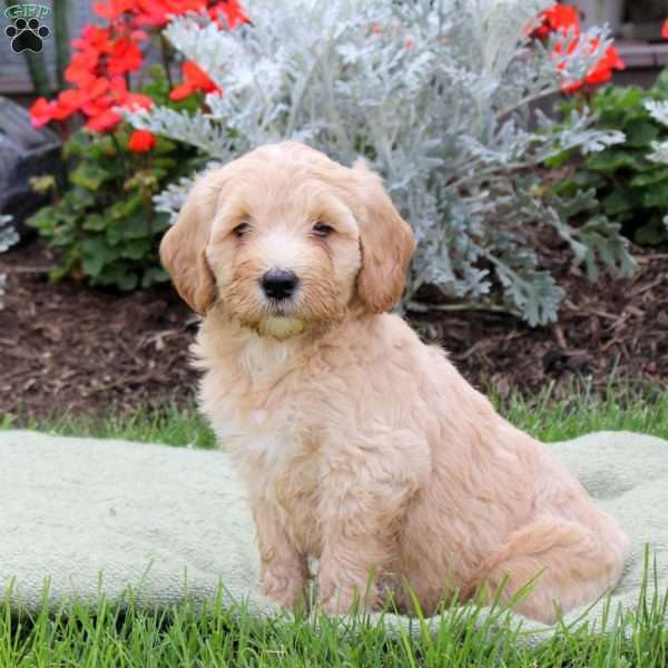 Jojo, Mini Goldendoodle Puppy