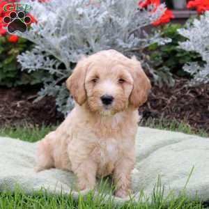Jojo, Mini Goldendoodle Puppy