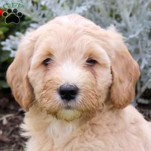Jojo, Mini Goldendoodle Puppy