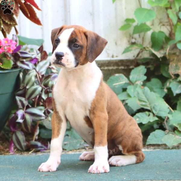 Joleen, Boxer Puppy