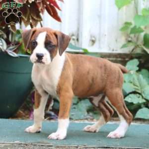 Joleen, Boxer Puppy
