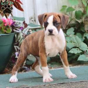 Joleen, Boxer Puppy