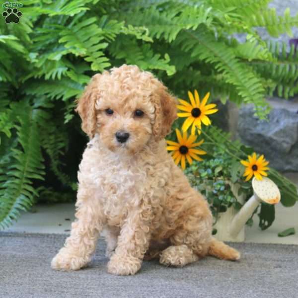 Jolene, Cockapoo Puppy