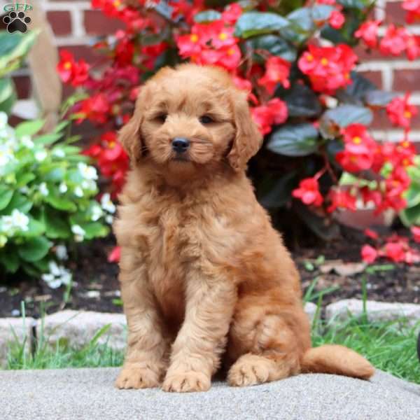 Jolene, Mini Goldendoodle Puppy