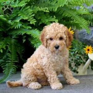 Jolene, Cockapoo Puppy